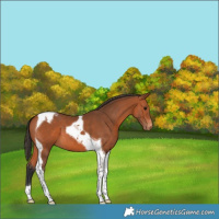 Horse Color:Bay Tobiano Varnish 