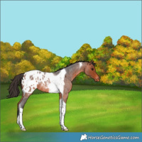 Horse Color:Bay Roan Tobiano Appaloosa
