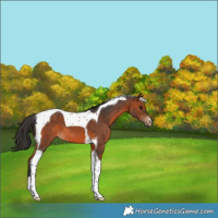 Horse Color:Brown Tobiano Appaloosa 