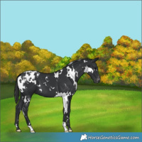 Horse Color:White Spotted Black Blanket 