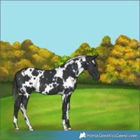 Horse Color:White Spotted Black