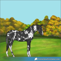 Horse Color:White Spotted Black
