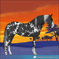 Horse Color:White Spotted Black 