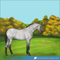 Horse Color:White Spotted Grullo Roan