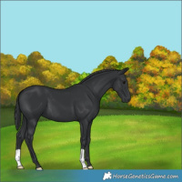 Horse Color:Black 