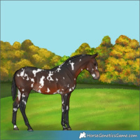 Horse Color:White Spotted Brown 