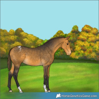 Horse Color:Buckskin Varnish 
