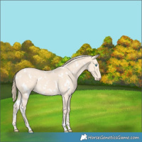 Horse Color:White Spotted Perlino 