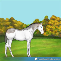 Horse Color:Buckskin Roan Splash 