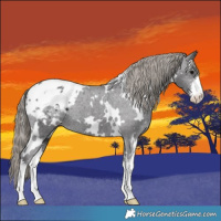 Horse Color:White Spotted Smoky Black Blanket 