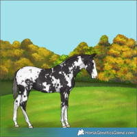 Horse Color:White Spotted Smoky Black Appaloosa