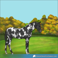 Horse Color:White Spotted Black Appaloosa 