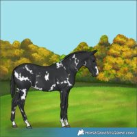 Horse Color:White Spotted Black 