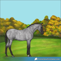 Horse Color:Smoky Blue Roan 