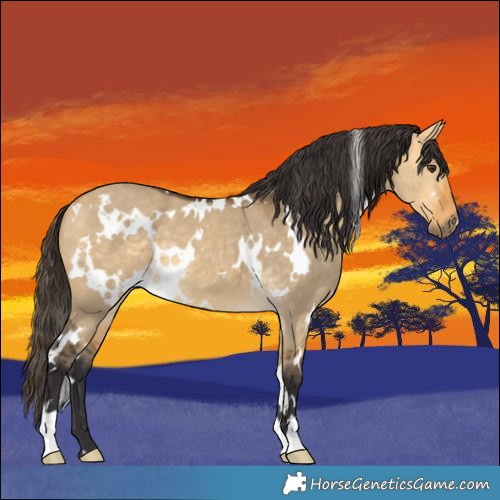 Horse Color:White Spotted Buckskin Dun 