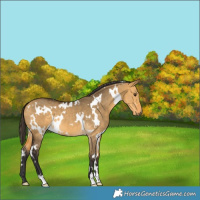 Horse Color:White Spotted Buckskin Dun 