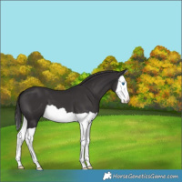 Horse Color:Smoky Black Splash 