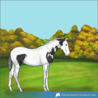 Horse Color:White Spotted Smoky Black Splash Tobiano Varnish 