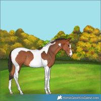 Horse Color:Bay Tobiano 