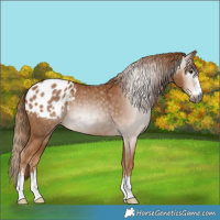 Horse Color:Gray Chestnut Appaloosa Rabicano 