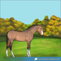 Horse Color:Bay Dun 