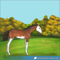 Horse Color:Bay Splash
