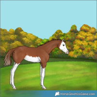 Horse Color:Chestnut Splash Varnish 