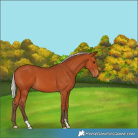 Horse Color:Silver Bay 