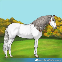 Horse Color:Gray Silver Bay Splash Appaloosa 