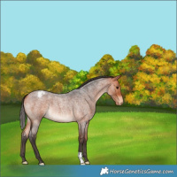 Horse Color:Bay Roan Varnish 