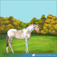Horse Color:White Spotted Bay Dun Tobiano Rabicano 