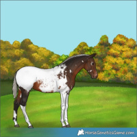 Horse Color:Gray White Spotted Silver Bay Tobiano Appaloosa 