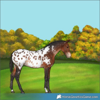 Horse Color:Bay Near Leopard 