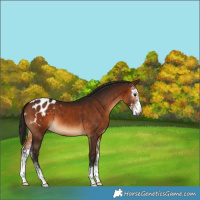 Horse Color:Gray Bay Sabino Appaloosa 