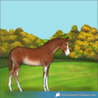 Horse Color:Chestnut Sabino 