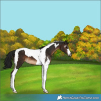 Horse Color:Gray Brown Sabino Tobiano