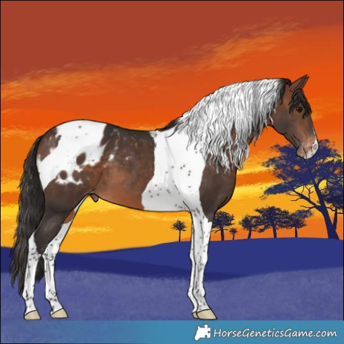 Horse Color:Bay Tobiano Appaloosa 