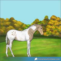Horse Color:Silver Smoky Grullo Tobiano Varnish 