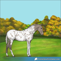 Horse Color:Silver Grullo Tobiano Appaloosa 