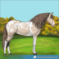 Horse Color:Bay Dun Tobiano Appaloosa 
