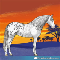 Horse Color:White Spotted Smoky Blue Roan Appaloosa 