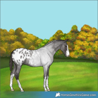 Horse Color:White Spotted Smoky Blue Roan Appaloosa