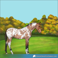 Horse Color:White Spotted Bay Roan Appaloosa 