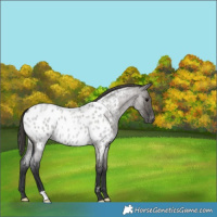 Horse Color:Grullo Roan Appaloosa 