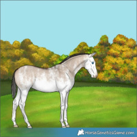 Horse Color:White Spotted Bay Dun Splash Rabicano 