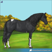Horse Color:Black Tobiano 