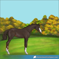 Horse Color:Liver Chestnut 