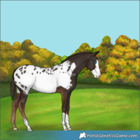 Horse Color:Liver Chestnut Frame Appaloosa