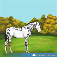 Horse Color:Liver Chestnut Frame Appaloosa 