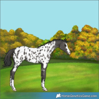 Horse Color:Black Appaloosa 